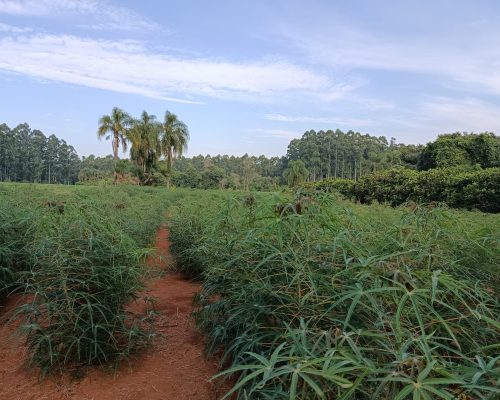 WhatsApp Image 2026-03-11 at 09.15.28 (2)